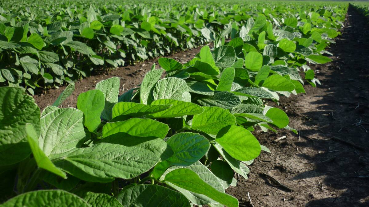 This is a good season to grow soybeans on the back of renewed summer moisture and strong demand. File photo.