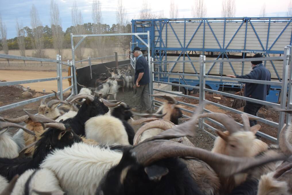 It's easier to load goats than you think, with Phil Lynn from Ausgoat, Glen Innes, leading the way for these rangeland Billys headed for processing at Wodonga. Industry experts are now looking beyond this drought at a goat herd rebuild.