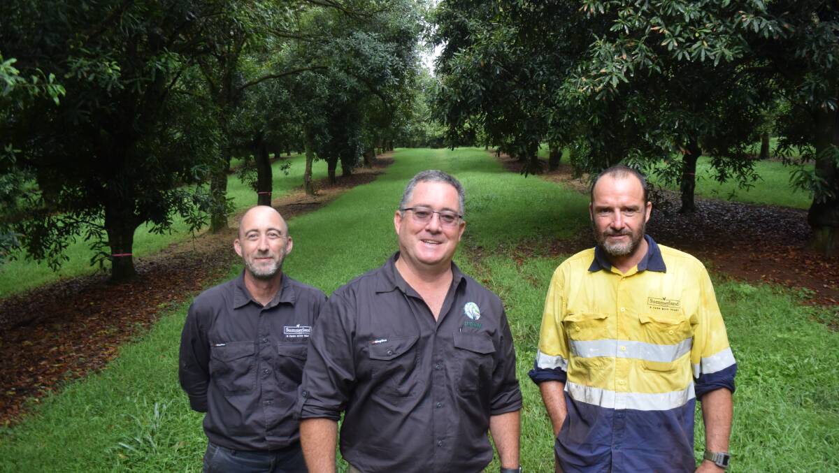 Green grass grows again between managed macadamia trees at Summerland Farm, Alstonville, with horticultural manager Chris Smith, agronomist Janus Erasmus and farm co-ordinator Shaun Reynolds.