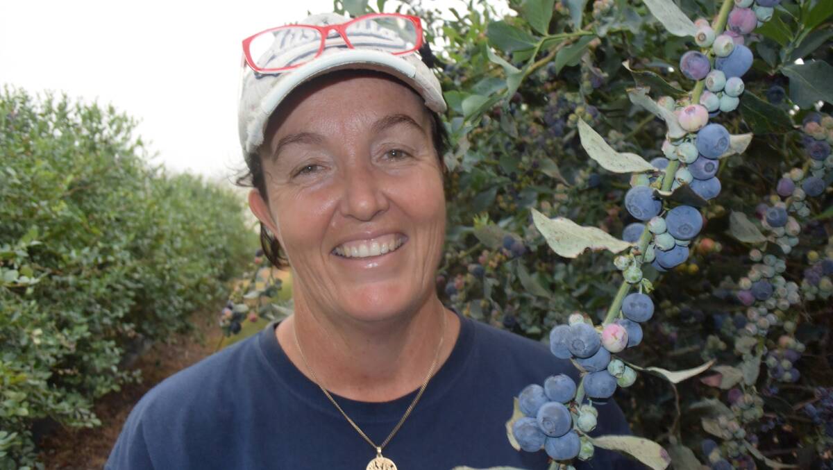 Blueberry grower Kelly Potts, Sandy Beach via Coffs Harbour, has access to recycled town water and managed well during last year's terrible drought. She is also finding success with native bee pollination and humic acids.
