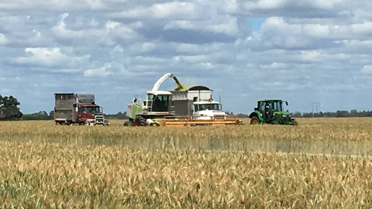 Harvesting contractor Peter Little chopping triticale for silage at Ron Du Frocq's property at Clovass. The crop yielded 13t/ha but can go twice that in a good season.