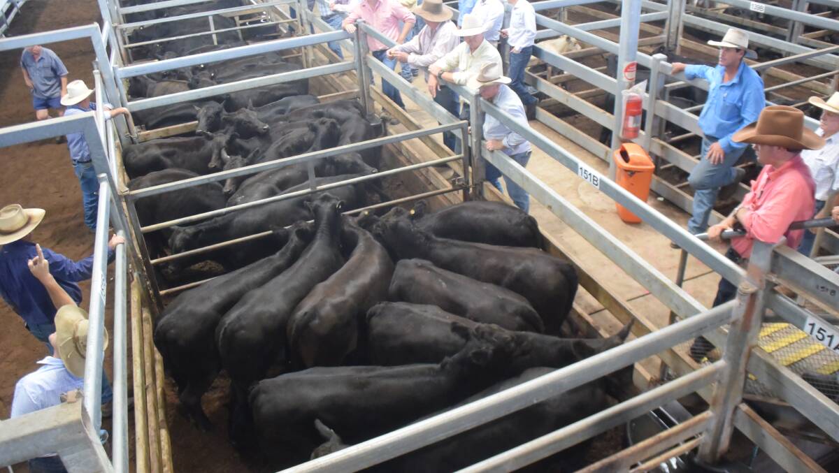 These Angus heifers off Bonalbo country, 270kg, brought 578c/kg going to Wilmot Cattle company at Hernani for backgrounding ahead of a domestic feeder job.