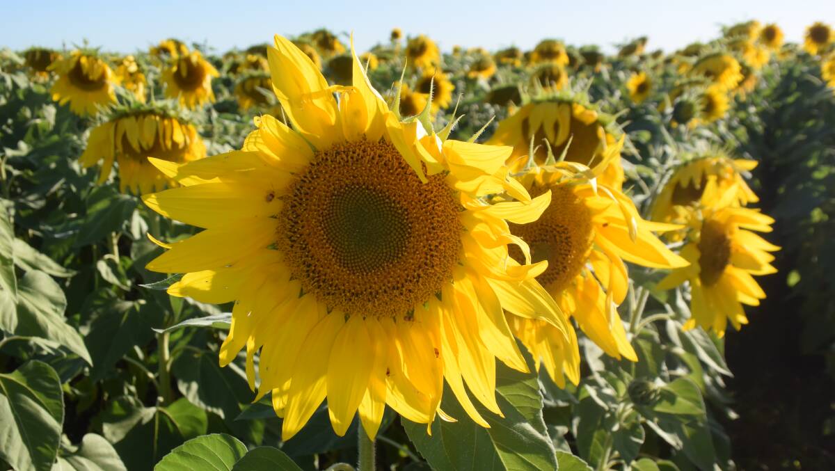 With deep tap roots sunflowers planted into soil moisture can survive in a season when more fibrous root crops fail. You can see monoleptus beetles on the flowers but they weren't much of a problem. However, the crop was sprayed twice for Heliothis grub.