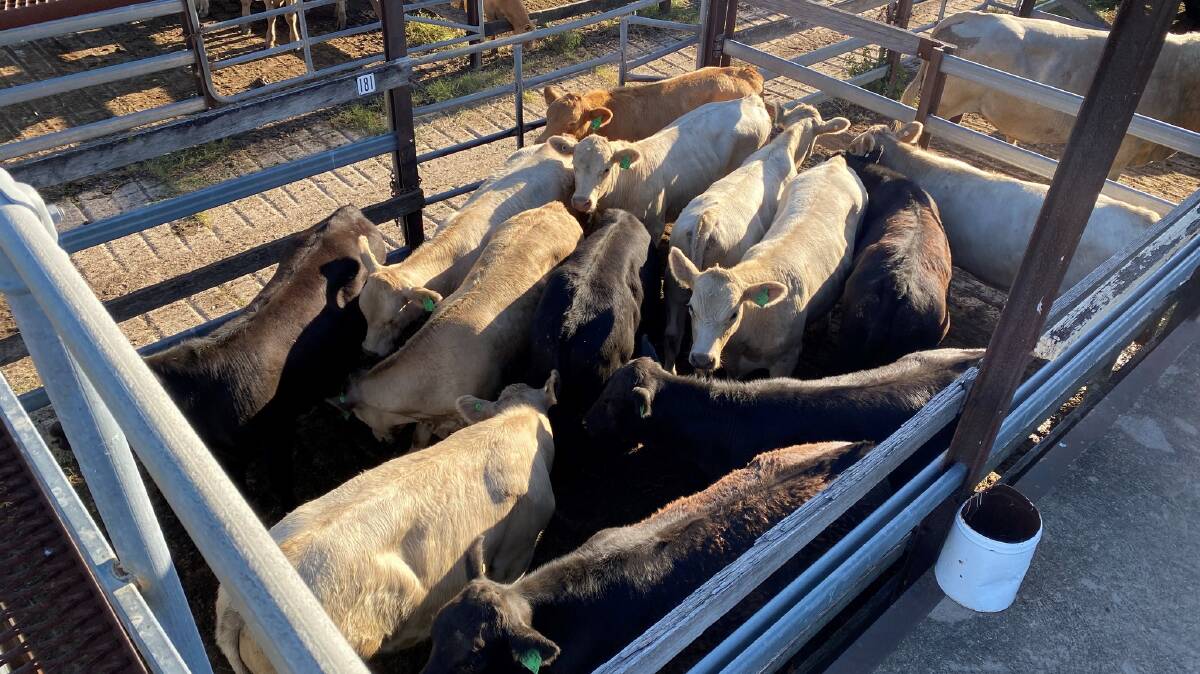 Moree saleyards are no longer open to the public and the council decision last week has put smaller producers in a quandary. Photo: supplied