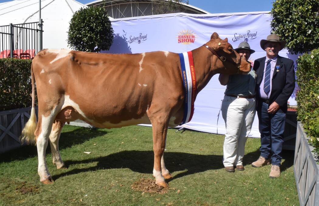 Sydney Royal senior champion Guernsey cow Brookleigh Legend Invisible, exhibited by Stuart Moore, Fernbrook Guernseys at Dorrigo, with his mother Julie Moore, Meadow Vale, and judge Grame Hopf.