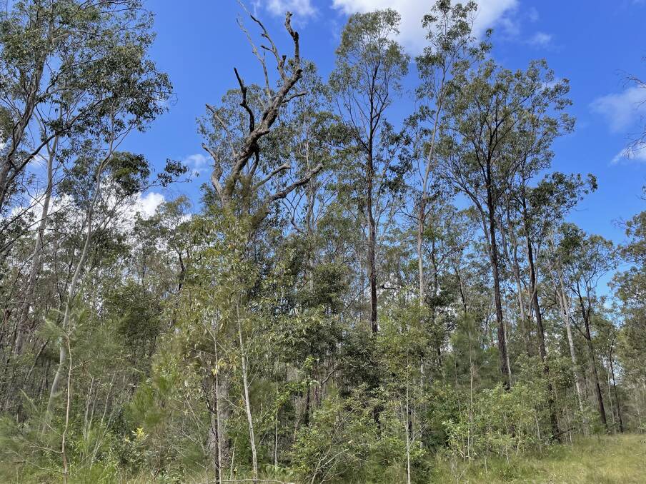 A mix of timber too young to harvest, an old hollow-bearing tree for wildlife and a diverse native understory free of invasive weeds while maintaining soil health are the model of privately native forestry advocated by Geoff Hanna, Whiporie.