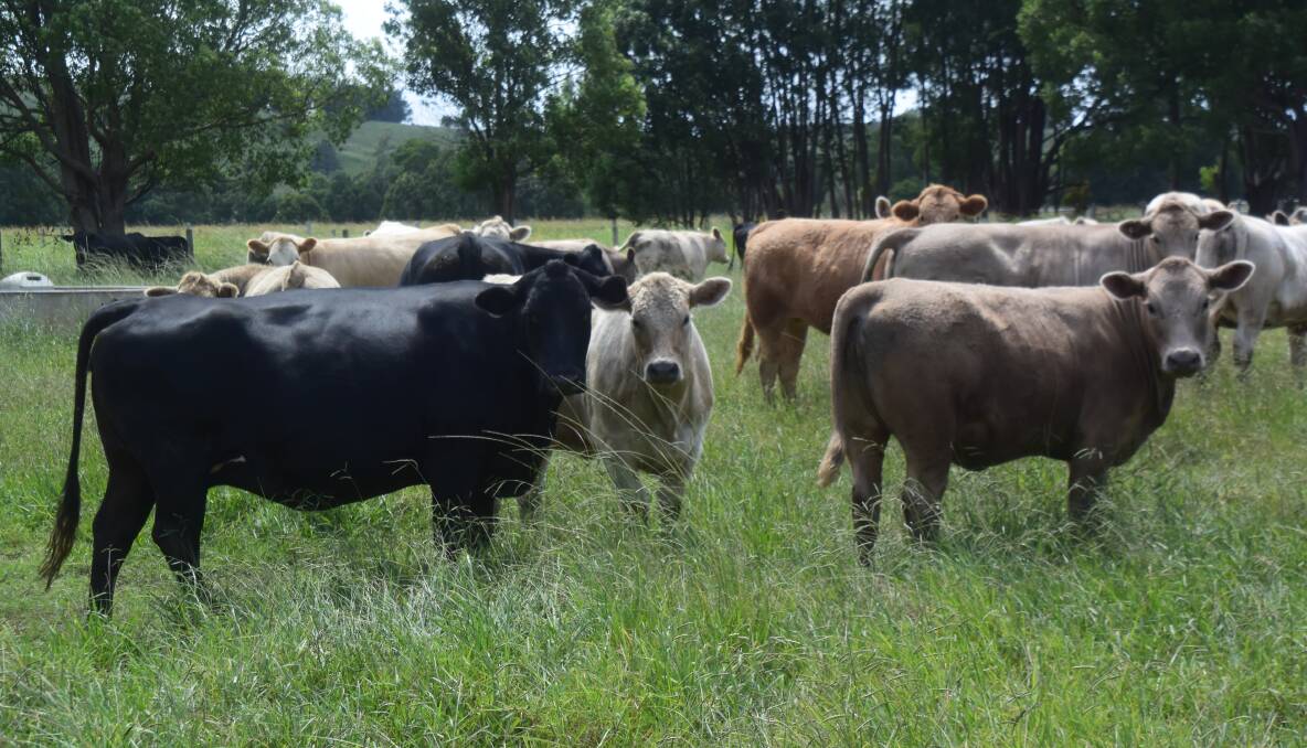 Heavy weaner steers have a bright future in spite of recent panic over a virus.