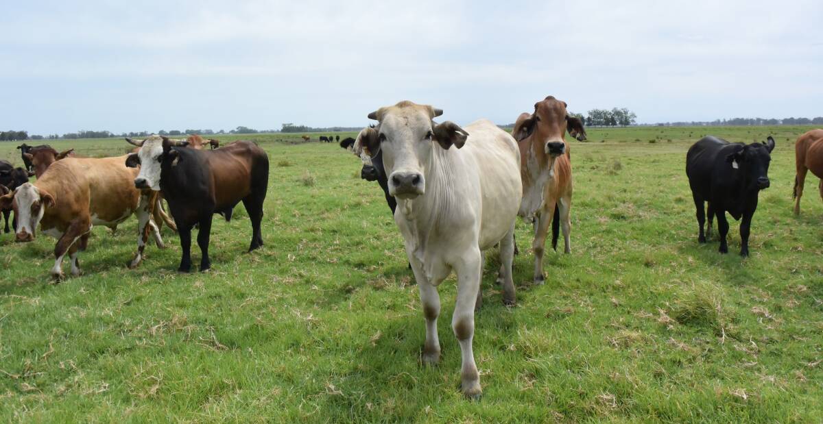 Grown steers come to coastal Kikuyu at Kinchela via Kempsey where they turn off as fat 
 and finished from three months to a year later and are killed at Wingham Beef Exports.