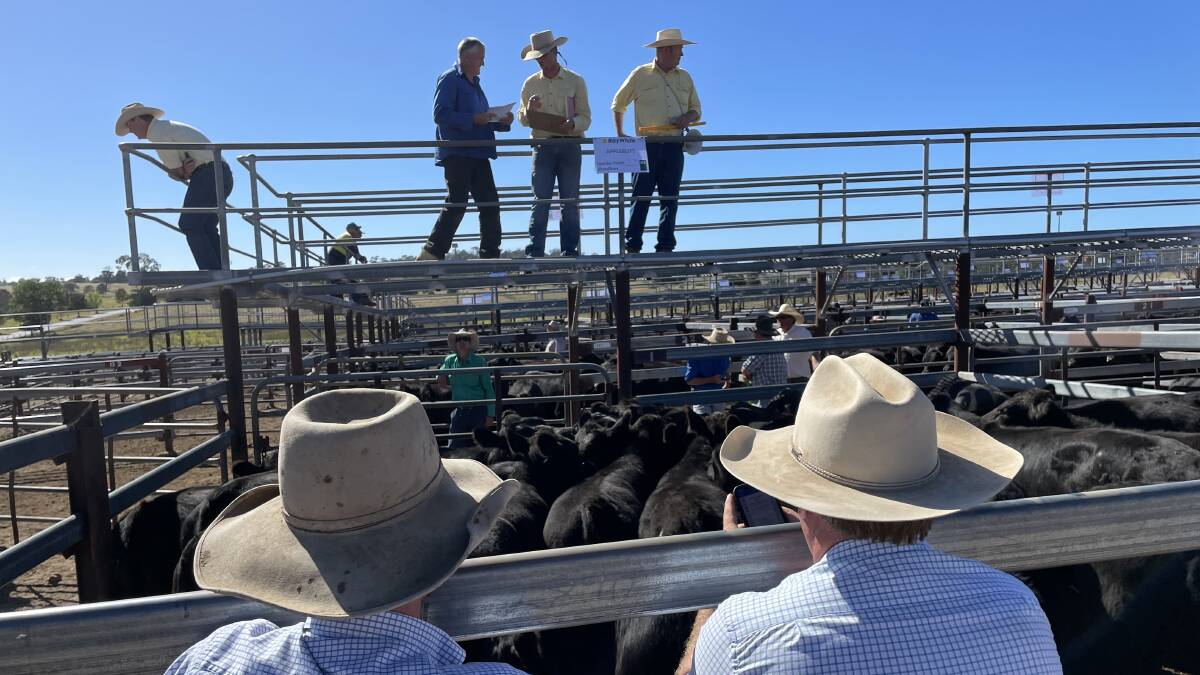 Heavy Angus weighing 368kg made $1494 a head at 406c/kg at Tenterfield on Friday. Picture by Jamie Brown.