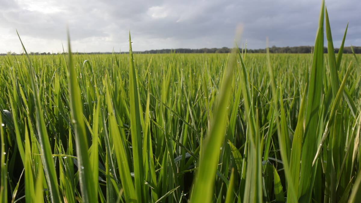 Dryland rice thrives in wet