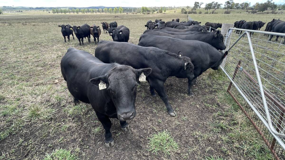 Glenmorgan Angus bulls ready to work for Liston Cattle Co. This recently acquired paddock north of Glen Innes will be sown to oats this autumn.