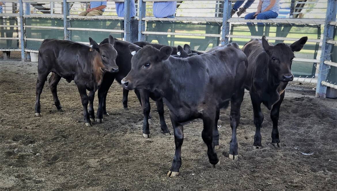 Angus weaner steers 148.3kg made 532.2c/kg or $789.43 for Brett and Deanna Jackson, Ashby, at Grafton store sale on Thursday. Photo is supplied.