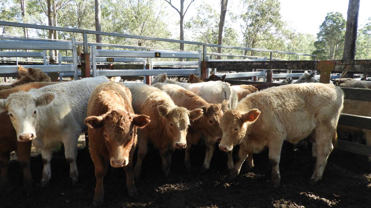 Best awarded heifers by Peter Lindley, Bundook via Gloucester, topped the females on the day at $770 for 250kg Charolais/ Devon cross going to Taree TAFE.