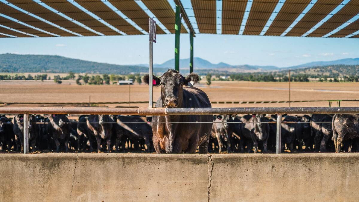 The feedlot sector is tightening its belt as price pressure mounts. Photo: Supplied
