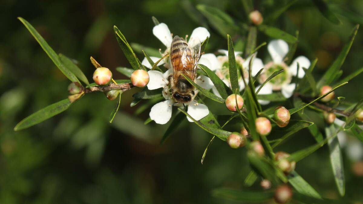 Bee keeping is big business and this week's Gold Coast bee congress is highlighting the importance of these pollinators to our food security.