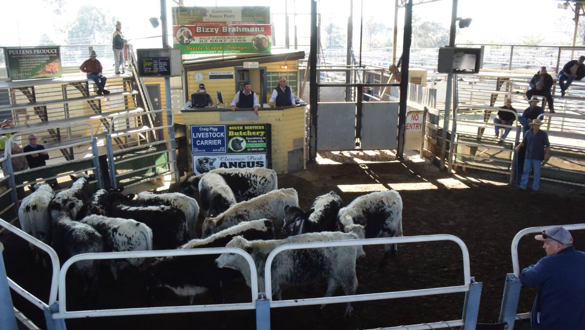 The first line of Speckle/F1 steers sold at Grafton saleyards offered an idea for the future. They were sold locally and we wait to see how they present down the track!
