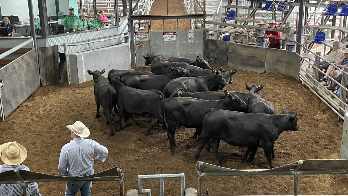 At the Scone prime sale on Tuesday Angus these yearling heifers made 426.2 cents a kilogram for 385.4kg to bring $1642.51. Photo by Brett Peel.