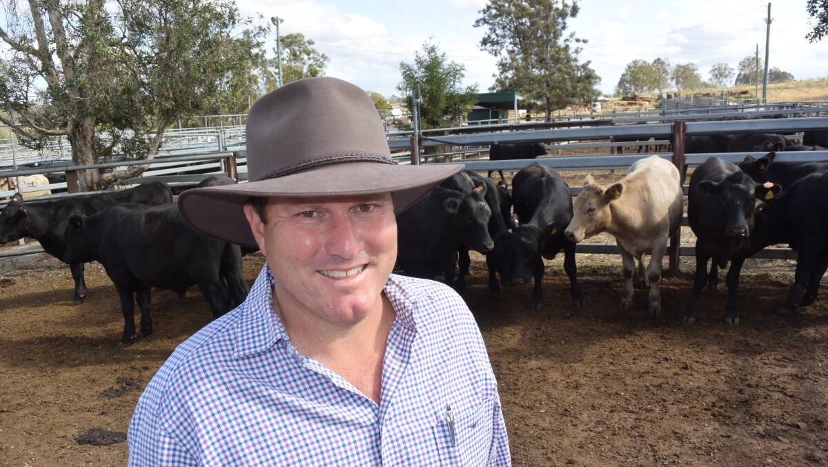 Derek Morgan, with property at Nymoida, sold Angus and Angus cross feeder steers, 385kg, for 230 to 240c/kg.