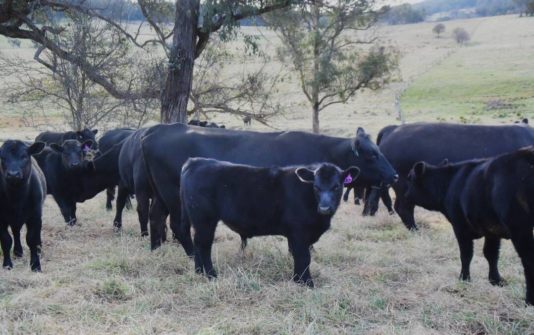 Angus calves will be weaned in January ahead of April sales.