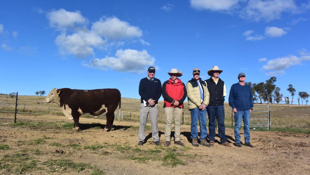Top Amos Vale bull Amos Vale Hustler Q013 with agent Craig Thomas, Say and Co; auctioneer Lincoln McKinlay, stud principal Mark Campion, agent Blake O'Reilly Ray White and Chris Lisle, Tummel at Walcha.