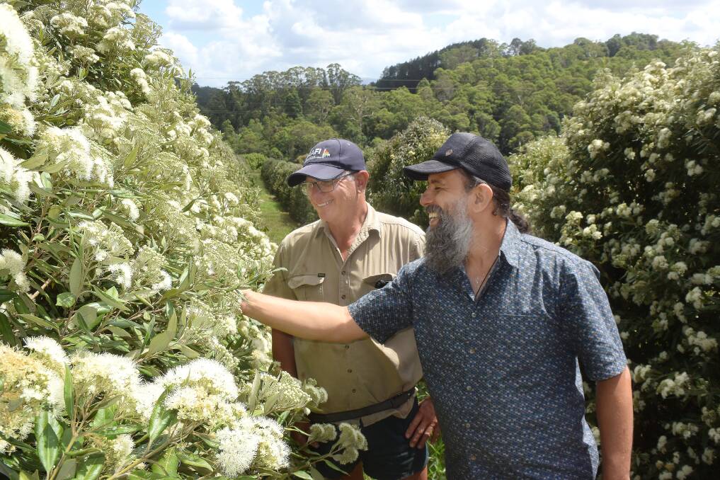 Pioneer of the Lemon Myrtle industry in Australia, Gary Mazoranna with secretary of the Essential Oils Producers Association, Ashley Dowell taking cuttings of flowering lemon myrtle for scientific assessment.