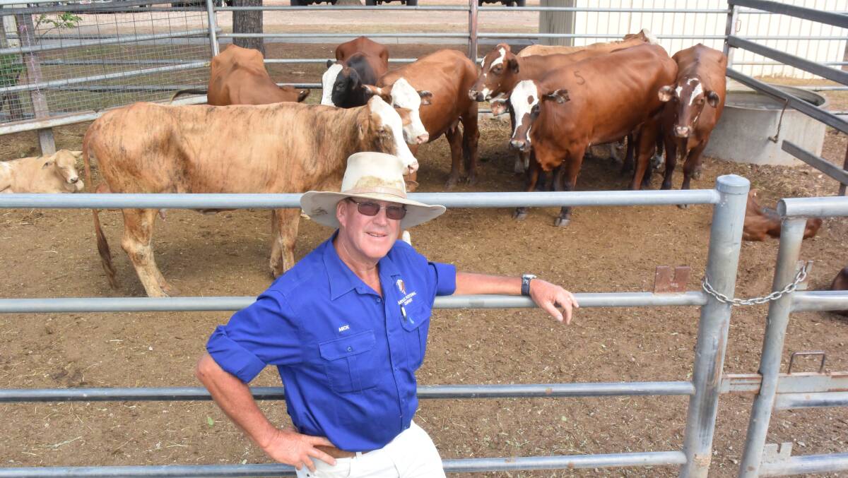 Mick Moorhead, Baryulgil Pastoral, sold first cross Brahman/ Hereford cows with calves for $1300 at Grafton on Saturday.