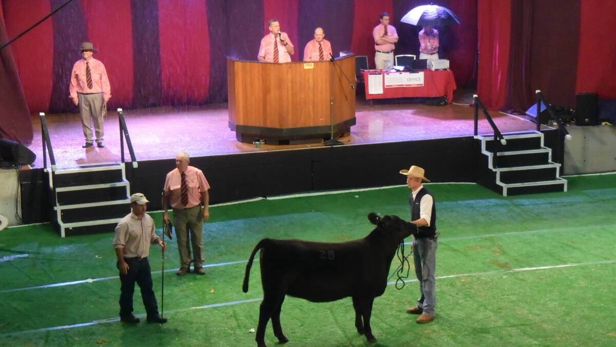 Rain falls on the Elder's team in buckets during the sale of Black Angus Miegunyah M169, which went for $4500 with the unflappable Andy McGeoch working his patter throughout.