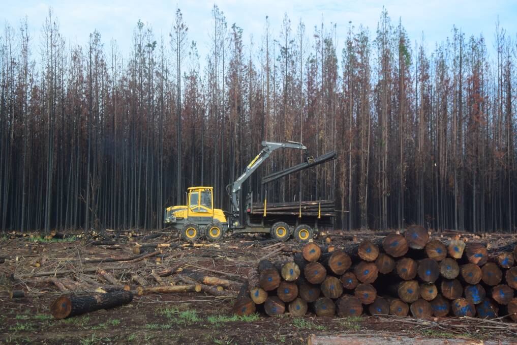 Charred plantation softwood plantations being salvaged on the North Coast near Rappville. Timber NSW recommends replanting with high quality eucalypt hardwoods, like spotted gum and blackbutt.