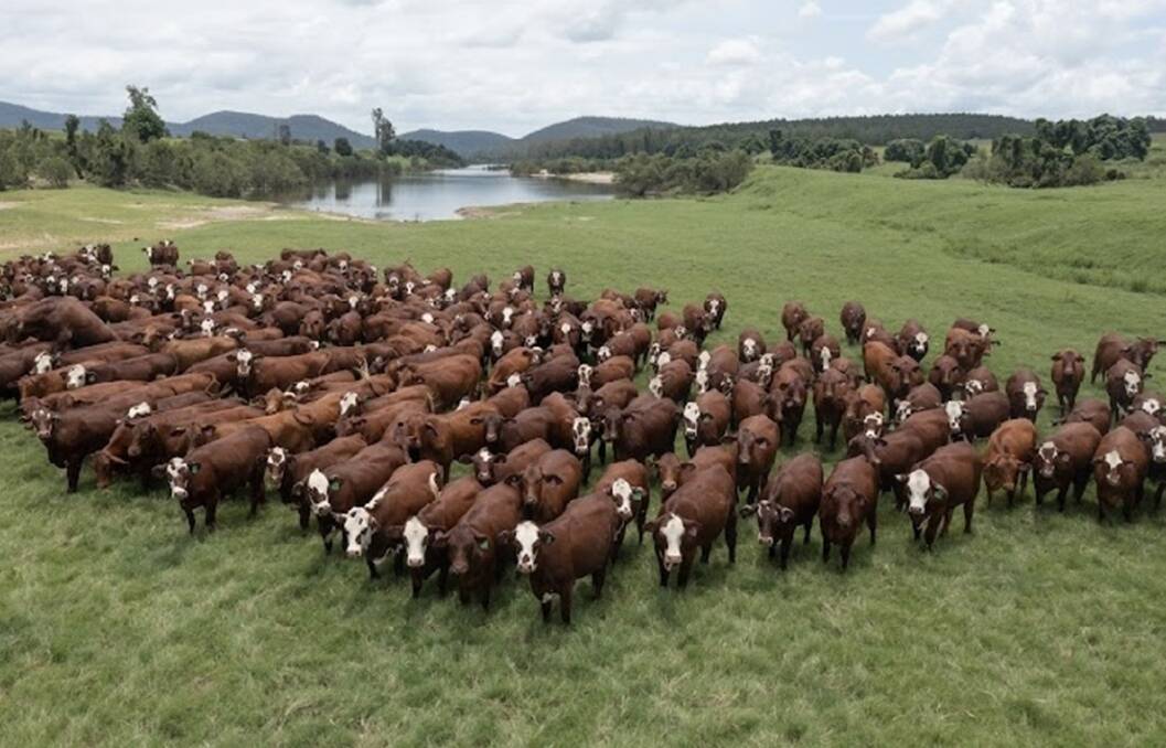 Hereford over Santa Gertrudis are the backbone of commercial production at Yulgilbar Station. Photo: Supplied