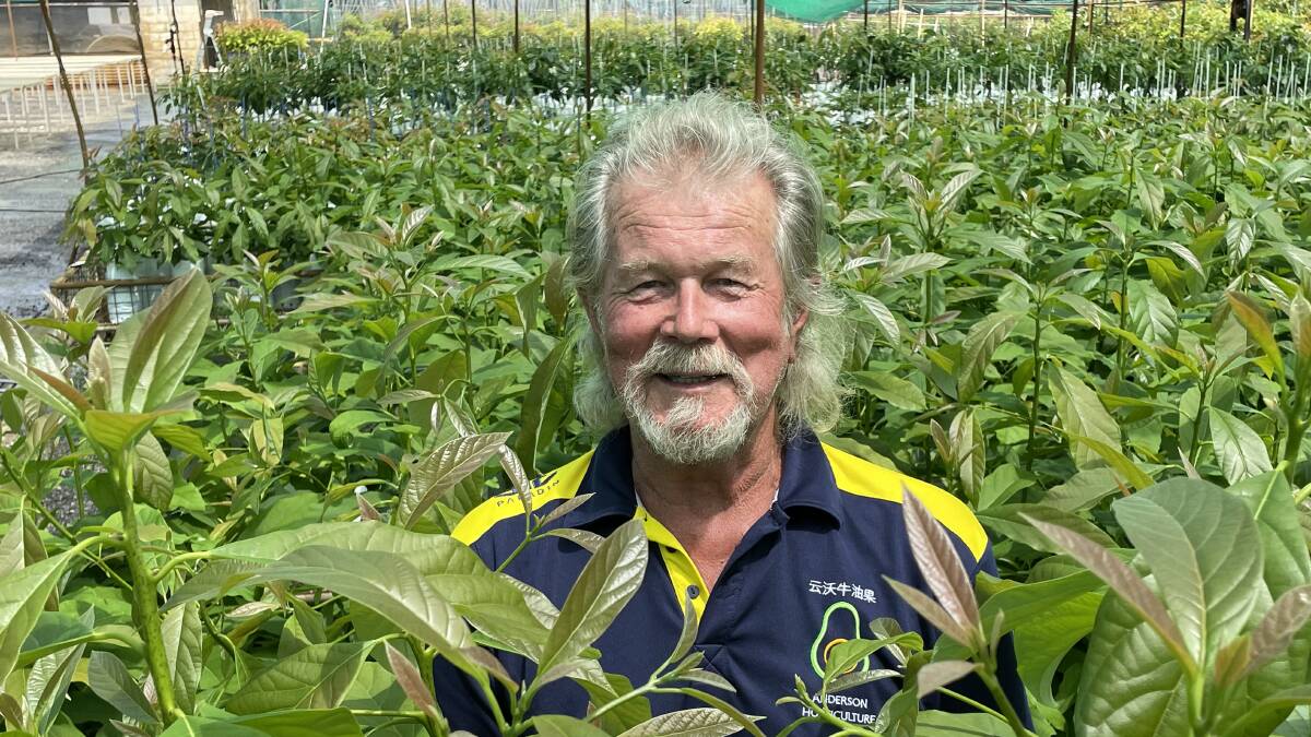 Avocado nurseryman Graham Anderson, Duranbah on the Tweed, is forging closer links with Chinese markets. Smashed Avo on toast is the go-to breakfast for this 80 year old and his presence, full of energy and enthusiasm, is infectious. 