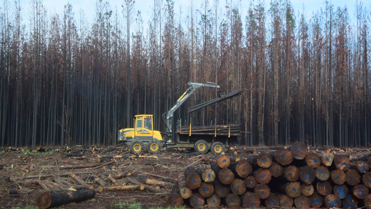Softwood supplies destroyed by recent fires account for part of Australia's timber shortage but reliance on cheap imports from North America is mostly to blame.