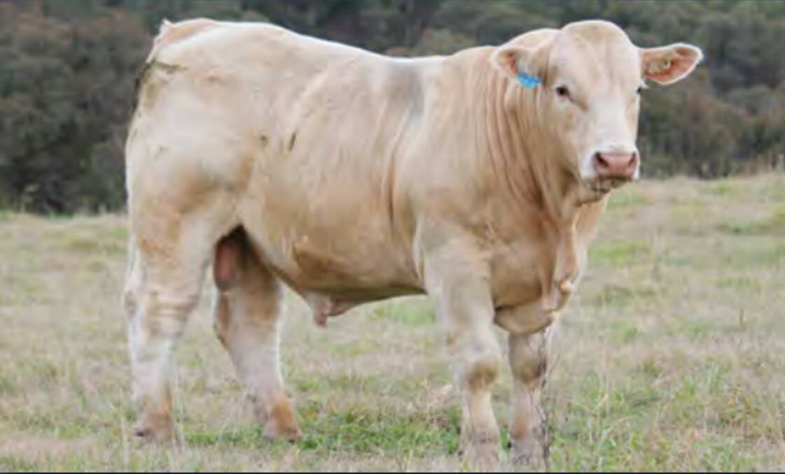 Wakefield Right On Time sold to the top money of $22,000 at the family's annual bull sale on Wednesday.