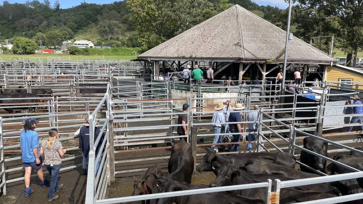 Sales of prime and store cattle continue at Lismore rather than Casino as the NRLX remains off-limits to existing agents. File photo.