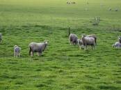 Sheep theft outnumbers cattle ten to one.