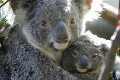Graziers with forestry are increasingly anxious that the new Koala SEPP will unfairly impinge on their enterprise.