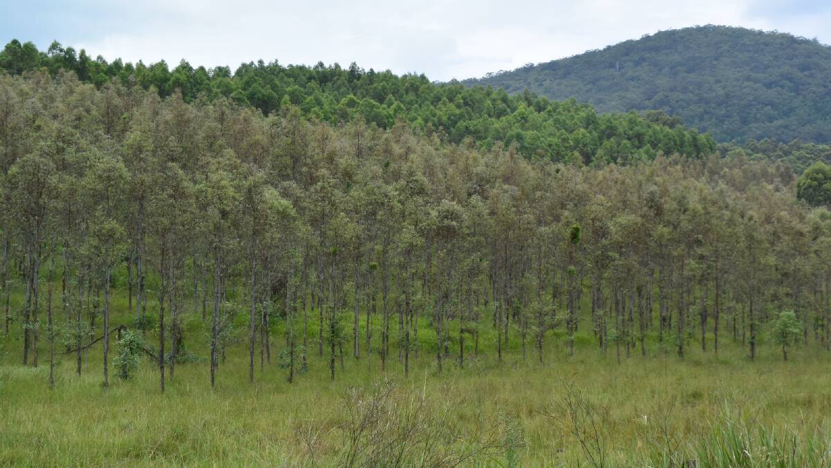 Carbon farming has been likened to failed managed investment forestry plantations - which locked up food production on the north coast. However, proponents of the ACCU say this emerging commodity is different.