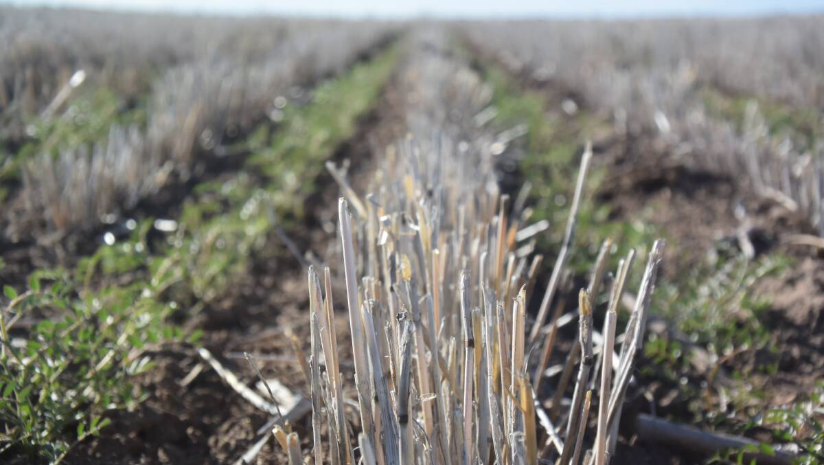 Stubble retention helps advance the next crop by wicking new moisture into the root zone and by shading young plants
