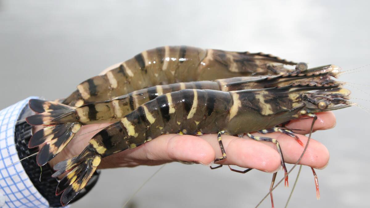 Farmed Black Tiger variety prawns on the Lower Clarence River have been found with the contagious viral infection White Spot - the first in NSW outside enclosed ponds. The disease was first discovered in Moreton bay, Queensland in 2016. Photo is supplied.