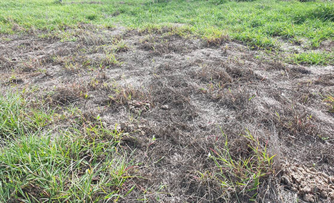 Pasture die back caused by mealy bug infestation has been confirmed to have spread over the Queensland border to the North Coast of NSW.