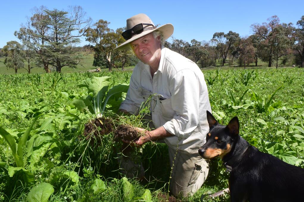 Richard Daughtery, Balala Station, in a lush cover crop planted into a bare containment paddock after Christmas that took advantage of the first rain.