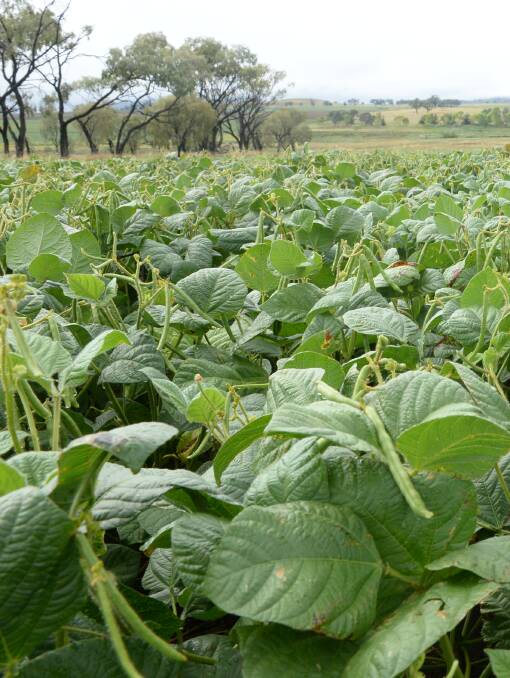 Short growing mung beans could capture a summer rain event and provide cash flow, with some growers locking in seed deals now.