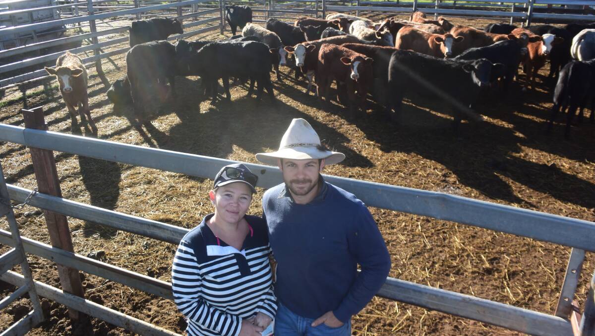 Melanie and Vince Bolton, Woodford Island on the Lower Clarence came away from the Grafton store sale with Droughtmaster steers for bush country at Dilkoon, paying up to $1668 for 277kg at 602.2c/kg.