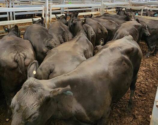 Cows to slaughter fail to attract the money. Cracking Angus cows at Tamworth on Monday, 636kg, made 300c/kg to return $1911. Photo supplied.