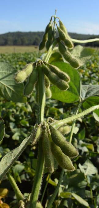 Award-winning soybeans with pods filling out nicely at the Dowley family's property, 'Tabulam Park'. Growers from the Richmond and Clarence Valleys toured the district to compare productivity.