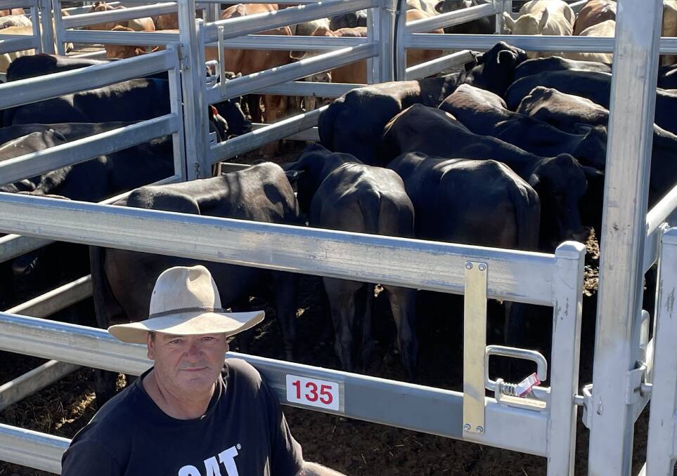 Murray Hubbard, Woodford Island, sold Brangus steers 339kg for 394c/kg or $1335 at Grafton on Thursday.