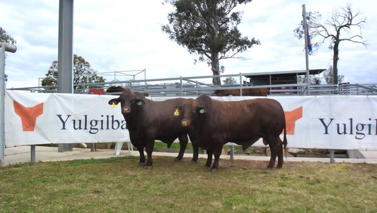 Top priced Santa Gertrudis bulls, both homozygous poll,sold at Yulgilbar on Friday:Yulgilbar Queen Councli which made $40,000 and second top priced bull Riverina Quilpie Q004 which sold for $28,000.