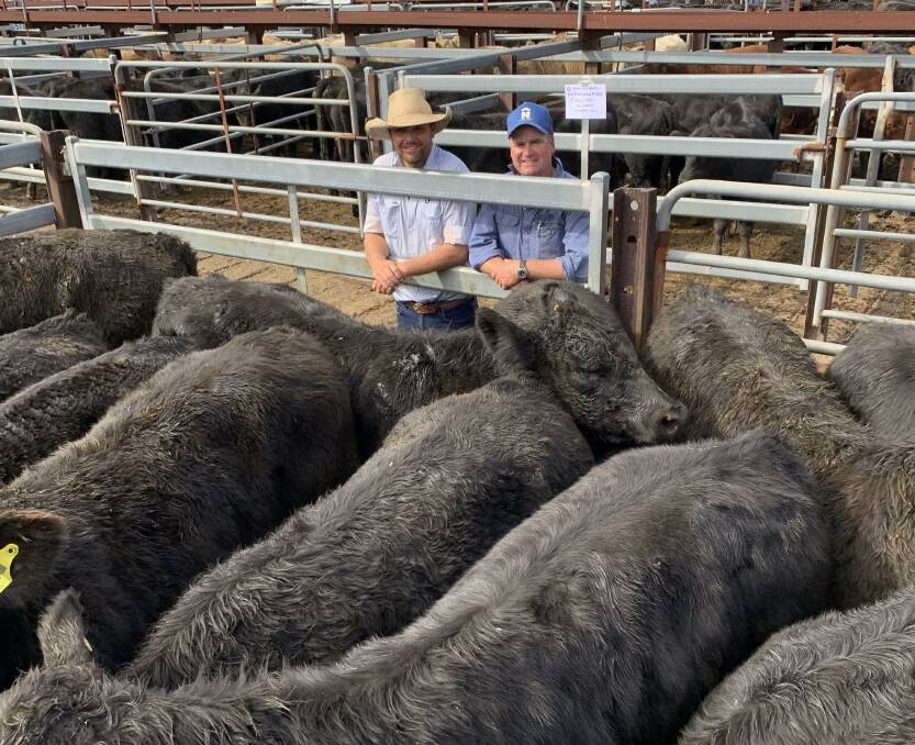 Agent Rodney McDonald, Bowe and Lidbury with Corey Ireland from Macka's Pastoral and Angus Verified steers that sold to a repeat buyer for $2410.