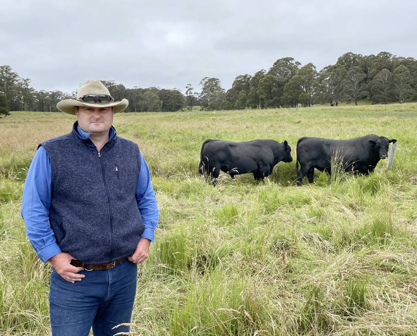 Mick Kelsall, general manager of Marengo Station and Parraweena Highlands Cattle Co with two veteran Eaglehawk bulls L8 and N249, in fine fettle.