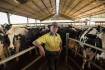 Dairy protection at risk says NSW Farmers