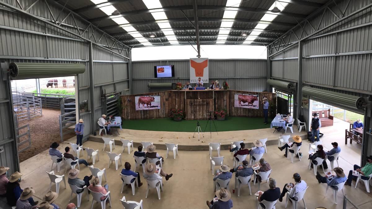 Yulgilbar Que Q016, 24 months, which sold for $18,000, parades on screen in front of a virtual audience, flanked by a smattering of spectators during Fridays COVID-restricted annual bull sale at Yulgilbar Station on the Clarence.